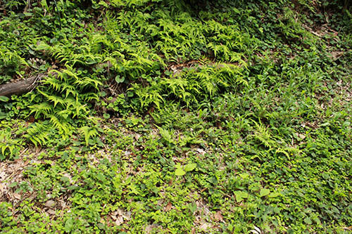 屋外ロケ（別オプション）