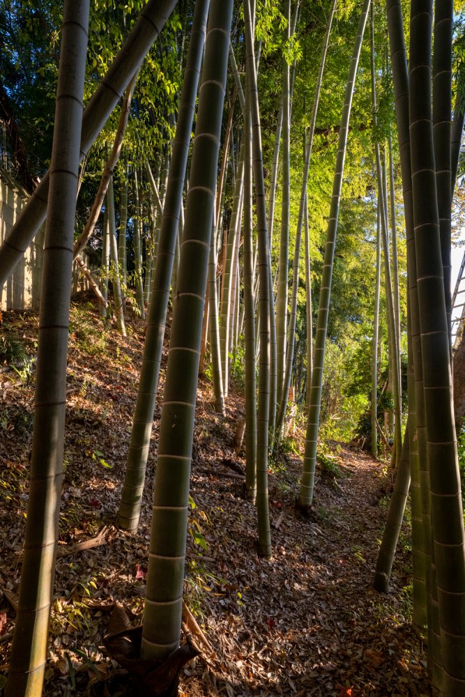 屋外ロケ（別オプション）
