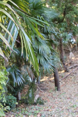 シュロの木（屋外）