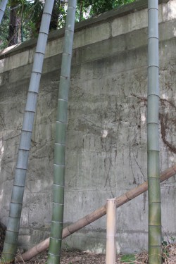 ＲＣ壁（屋外）